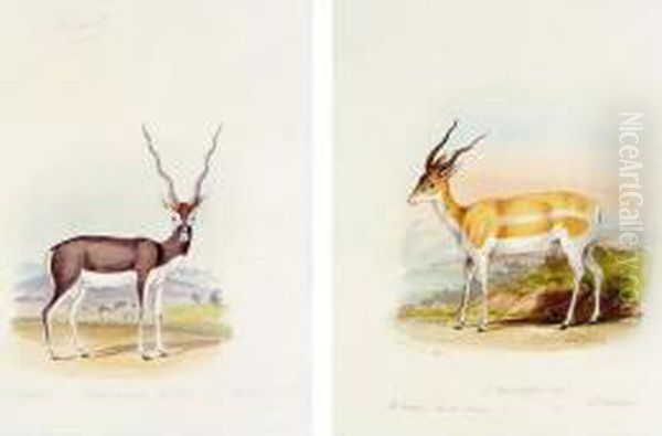 # - , . A Fine Collection Of Original Watercolour Drawings Of Hoofed Animals Of The World. English, Mid-nineteenth Century Oil Painting by Charles Hamilton Smith