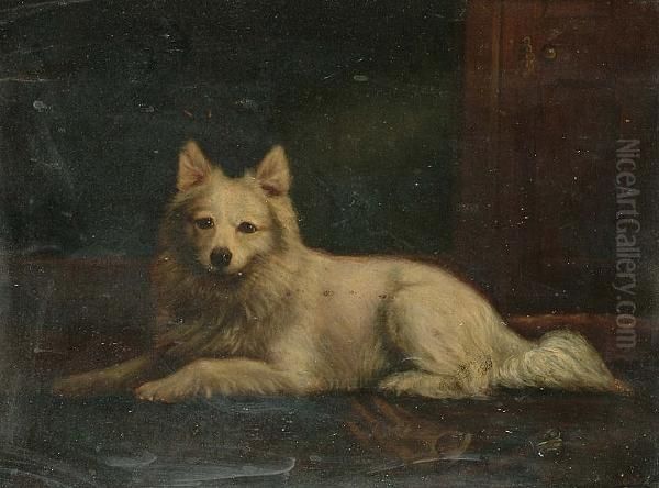 Portrait Of A White Collie Oil Painting by Francis, Francesco Smith