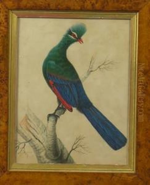 Smith, An Exotic Bird In A Branch, Signed, Watercolour, In A Maple Frame, Image 31 X 24cm Oil Painting by Sarah Smith