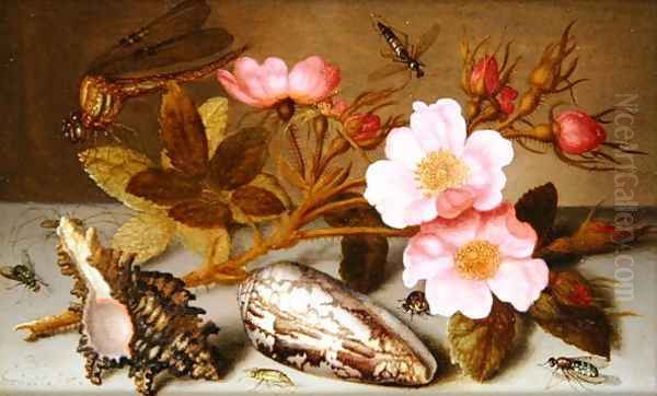 Still life depicting flowers, shells and a dragonfly Oil Painting by Balthasar Van Der Ast