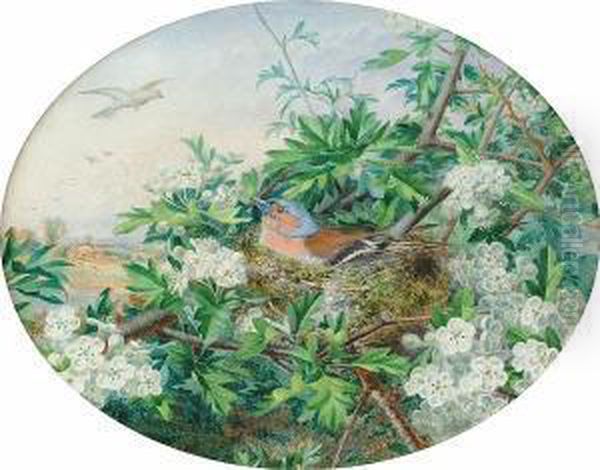 A Chaffinch Nesting In Apple Blossom Oil Painting by John Sowden