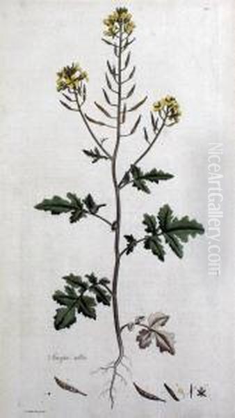 Sinapis Alba - From Flora Londinensis Oil Painting by James Sowerby