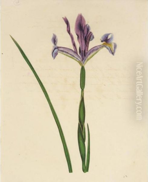 A Folio Of Botanical Watercolours Oil Painting by James Sowerby