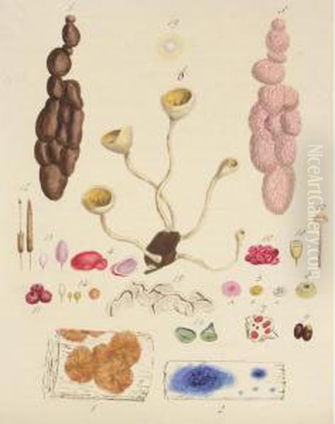 A Folio Of Watercolours Of Funghi Oil Painting by James Sowerby