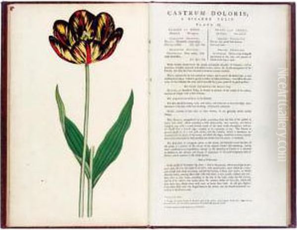 [, . Flora Luxuriens Or The Florist's Delight. London, 1789-1791] Oil Painting by James Sowerby