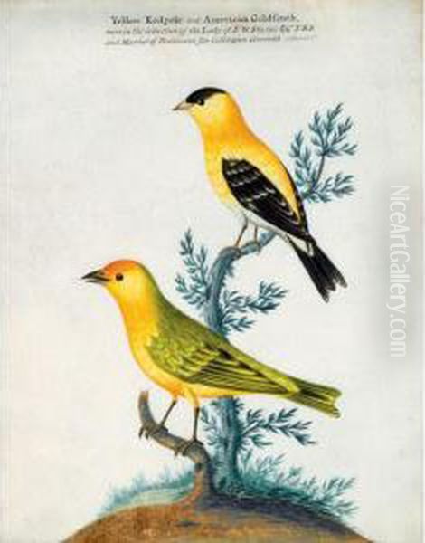 A Yellow Redpole And An American Goldfinch Oil Painting by Isaac Spackman