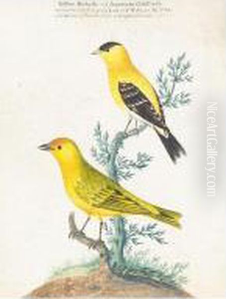 Yellow Redpole And An American Goldfinch Oil Painting by Isaac Spackman