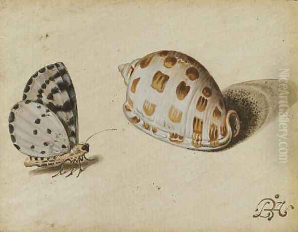 An Arrowhead Blue (Glaucopsyche piasus) butterfly and a Scotch Bonnet (Phalium granulatum) sea shell Oil Painting by Balthasar Van Der Ast