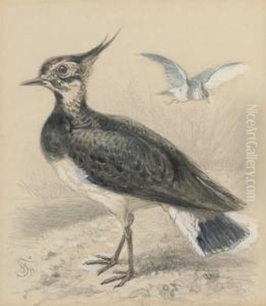 Study Of A Lapwing Oil Painting by Friedrich Specht