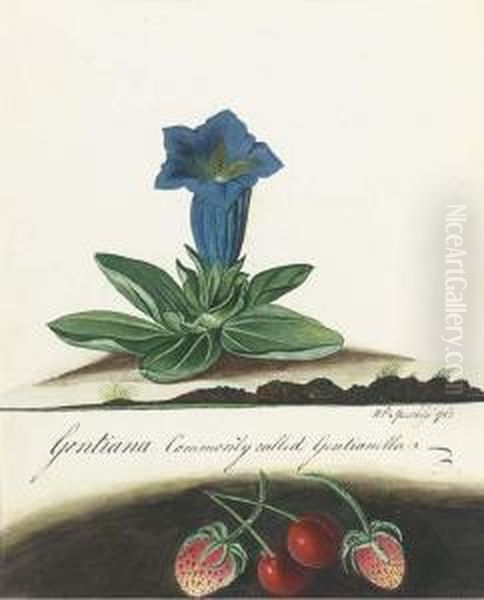 Gentiana; And Martynia Oil Painting by William Speechly