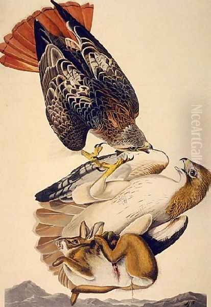 Red Tailed Hawk Oil Painting by John James Audubon