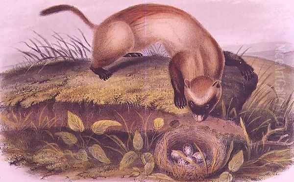 Black-footed Ferret from Quadrupeds of North America Oil Painting by John James Audubon