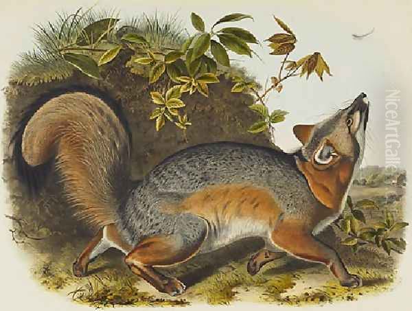 Grey Fox Oil Painting by John James Audubon