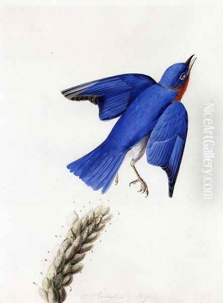 Eastern Bluebird Oil Painting by John James Audubon