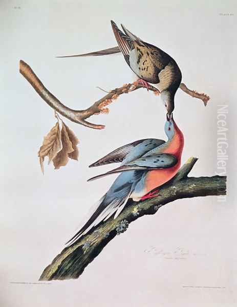 Passenger Pigeon, from 'Birds of America' Oil Painting by John James Audubon