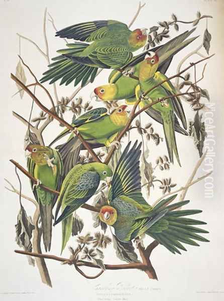 Carolina Parakeet, from 'Birds of America', 1829 Oil Painting by John James Audubon