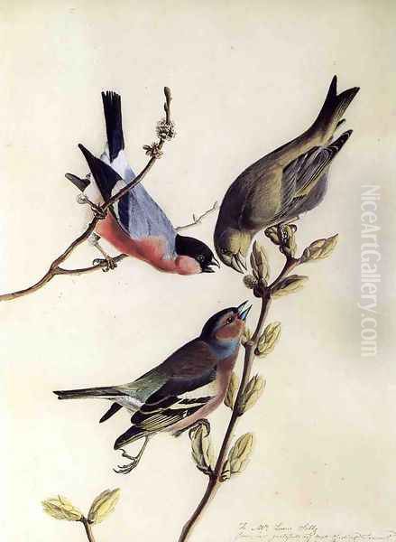 A Chaffinch, Bullfinch and Greenfinch on a Branch of Budding Chestnuts Oil Painting by John James Audubon