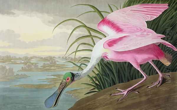 Roseate Spoonbill, Platalea leucorodia, 1836 Oil Painting by John James Audubon