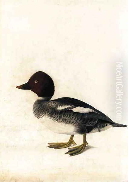 Redhead Duck Oil Painting by John James Audubon