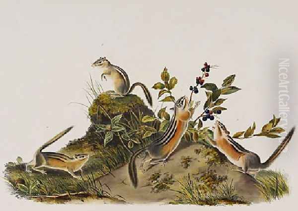 Four Striped Ground Squirrell Tamias Quadivittatus Oil Painting by John James Audubon