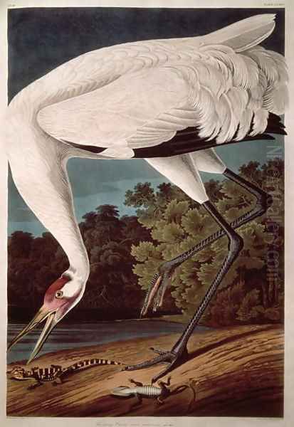 Whooping Crane, from 'Birds of America' Oil Painting by John James Audubon