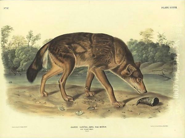 Red Wolf from Quadrupeds of North America Oil Painting by John James Audubon