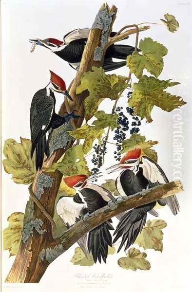 Pileated Woodpecker Oil Painting by John James Audubon