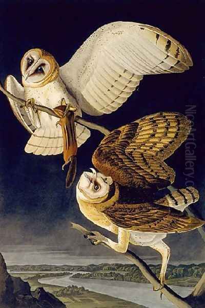 Barn Owl Oil Painting by John James Audubon