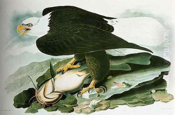 The Bald Headed Eagle From Birds Of America Oil Painting by John James Audubon