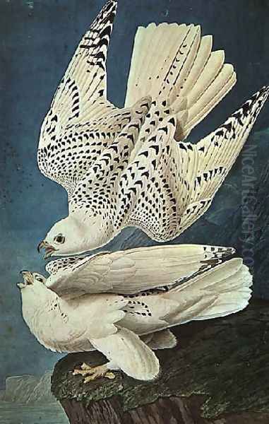 White Gerfalcons Oil Painting by John James Audubon