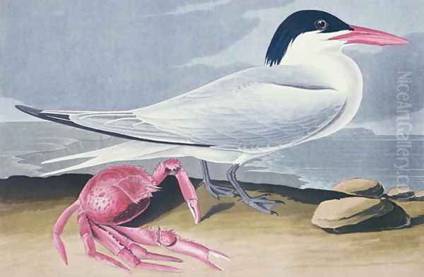 Cayenne Tern Oil Painting by John James Audubon