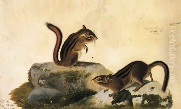 Two Ground Squirrels Oil Painting by John James Audubon