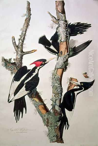 Vory-billed Woodpecker, from 'Birds of America', 1829 Oil Painting by John James Audubon