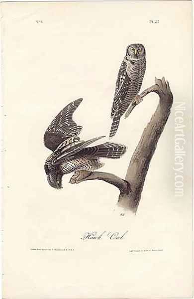 Hawk Owl Oil Painting by John James Audubon