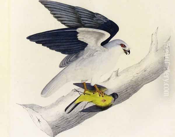 White-tailed Kite Oil Painting by John James Audubon