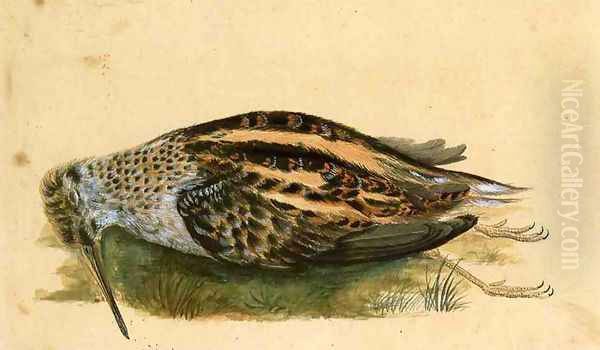 Woodcock Oil Painting by John James Audubon