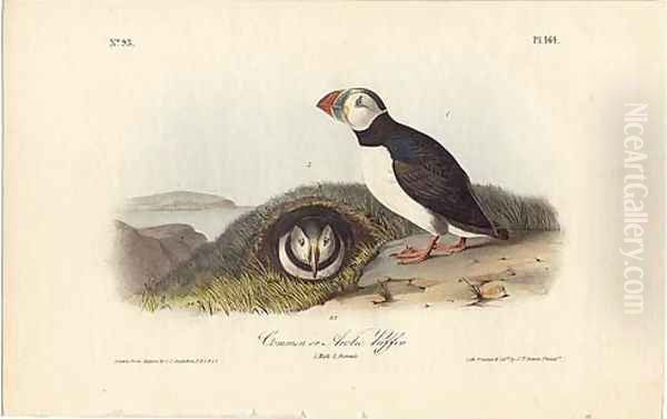 Common or Arctic Puffin Oil Painting by John James Audubon