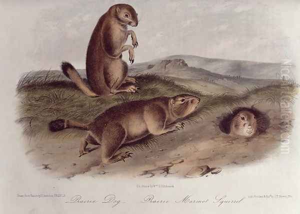 Prairie Dog from 'Quadrupeds of North America', 1842-45 Oil Painting by John James Audubon