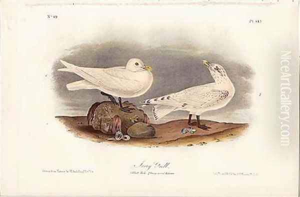 Ivory Gull Oil Painting by John James Audubon