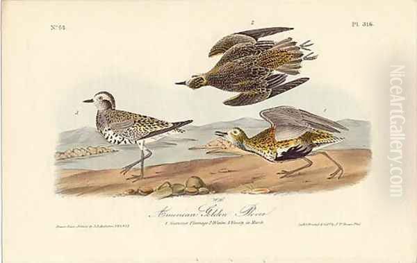 American Golden Plover Oil Painting by John James Audubon