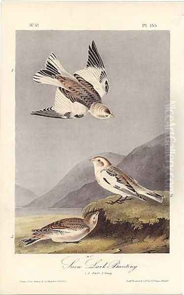 Snow Lark Bunting Oil Painting by John James Audubon