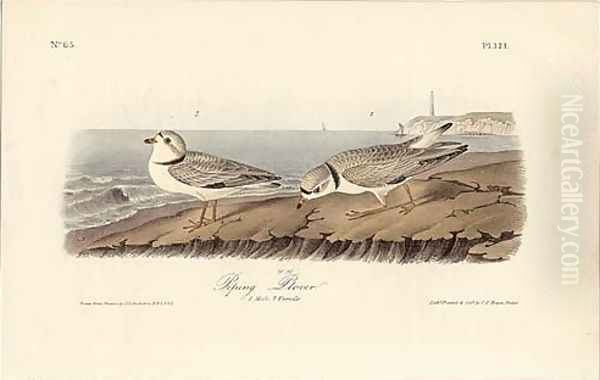 Piping Plover Oil Painting by John James Audubon