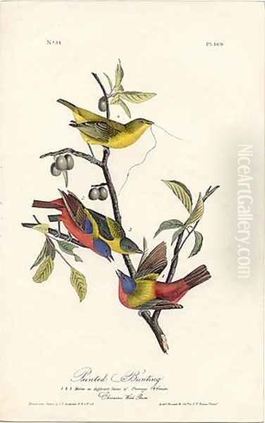 Painted Bunting Oil Painting by John James Audubon