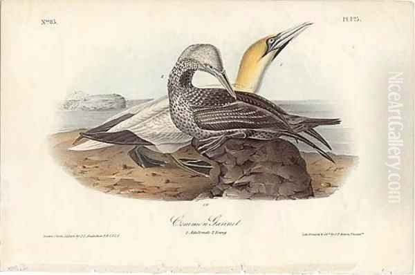 Common Gannet by John James Audubon