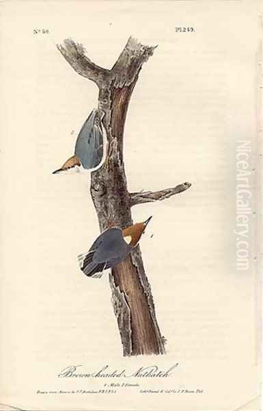 Brown headed nuthatch Oil Painting by John James Audubon