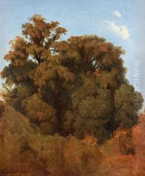 Study Of Trees, Arricia Oil Painting by Joseph Magnus Stack