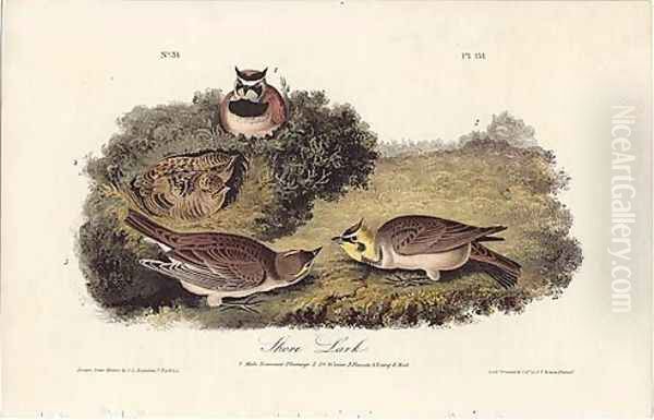 Shore Lark Oil Painting by John James Audubon