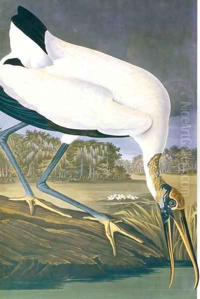 American Stork Oil Painting by John James Audubon