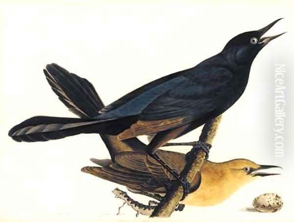 A Pair of Boat-Tailed Grackles Oil Painting by John James Audubon