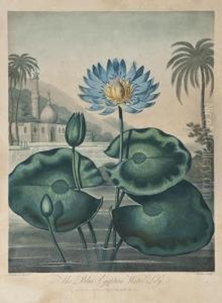 The Blue Egyptian Water-lily Oil Painting by Joseph Constantine Stadler